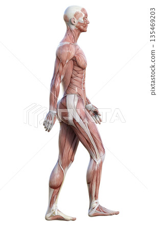 肌肉解剖圖,人體模型行走的三維插圖,全身側視圖 肌肉解剖圖,人體模型行走的三維插圖,全身側視圖 135469203