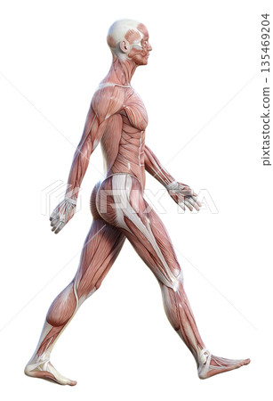 Muscle anatomy diagram, 3D illustration of a male human model walking with large strides while waving his hands, full body sideways 135469204