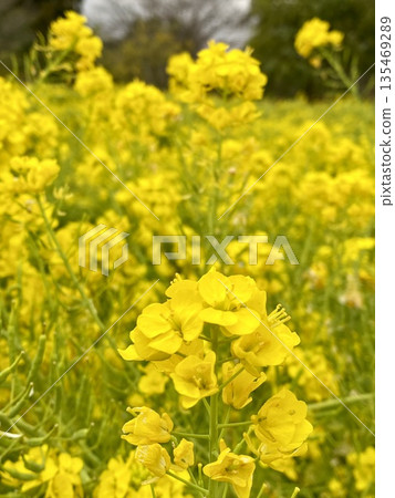 春日陽光下,油菜花搖曳生姿,構成一幅美麗的黃色畫卷。 春日陽光下,油菜花搖曳生姿,構成一幅美麗的黃色畫卷。 135469289
