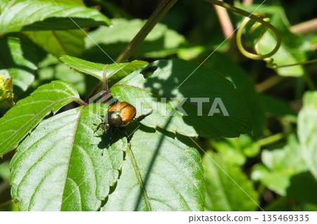 Spring May: A bean beetle crawling on a knotweed leaf 135469335