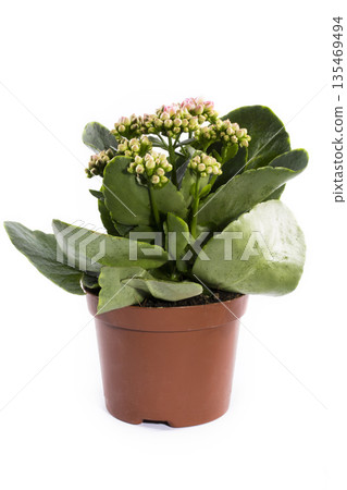 Kalanchoe bush in a pot on a white background Kalanchoe bush in a pot on a white background 135469494