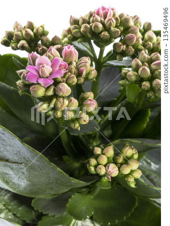 Flowering kalanchoe at home closeup Flowering kalanchoe at home closeup 135469496