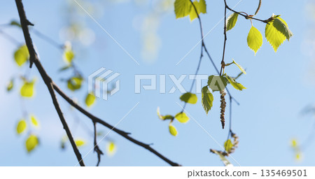spring birch leaves at sunny day 135469501