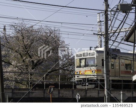 Oimachi Line and cherry blossoms 135469523