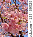 Satozakura cherry blossoms shining against the blue sky Spring flower scenery 135469529