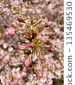 Satozakura buds waiting for spring 135469530