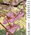 The profile of a cherry blossom shining through the spring light 135469533
