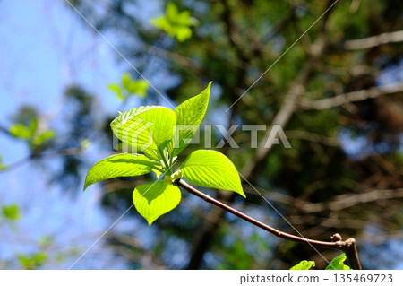 陽光下閃耀的山茱萸嫩葉 [相模原市築井，四月] 135469723