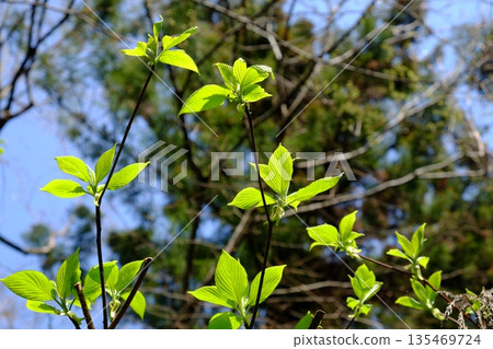 新鮮的山茱萸嫩葉 [築井，相模原市，四月] 135469724