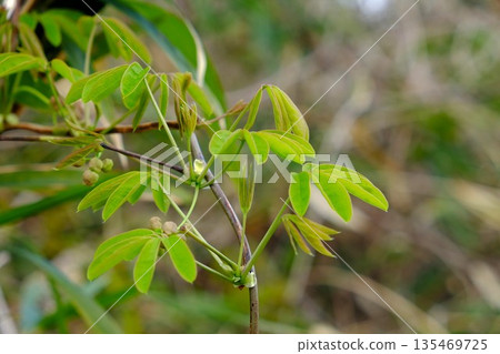 Five-leaf Akebia buds [Tsukui, Sagamihara City, April] 135469725