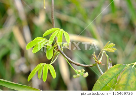 New shoots and buds of five-leaf Akebia [Tsukui, Sagamihara City, April] 135469726