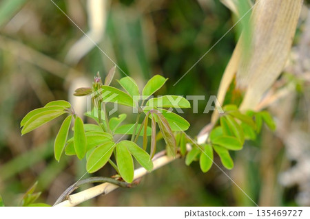 New shoots and leaves of five-leaf Akebia [Tsukui, Sagamihara City, April] 135469727