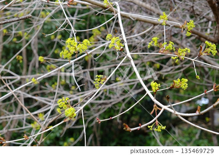 The blooming of the Aburachan heralds the arrival of spring [Tsukui, Sagamihara City, April] 135469729