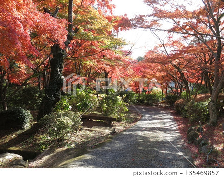筑波山纜車宮脅站附近美麗的秋楓葉 135469857