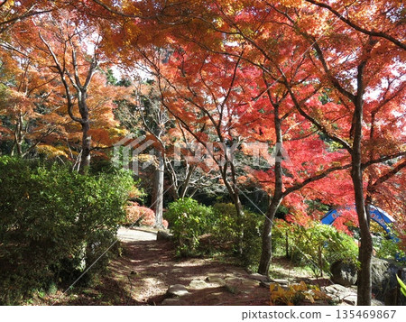 Beautiful autumn maple leaves around Miyawaki Station on Mount Tsukuba Cable Car 135469867