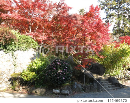 筑波山纜車宮脅站附近美麗的秋楓葉 135469870