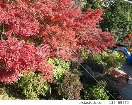 從筑波山纜車宮脅站內可以看到車站周圍的秋楓。 135469873
