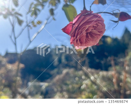 Sunny weather and pink roses Sunny weather and pink roses 135469874