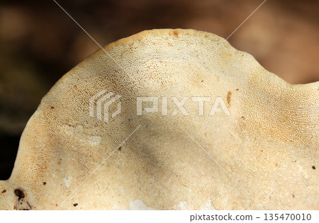 奇蓼腹面和菌孔形狀的特寫(戶外野外真菌和蘑菇微距攝影) 奇蓼腹面和菌孔形狀的特寫(戶外野外真菌和蘑菇微距攝影) 135470010