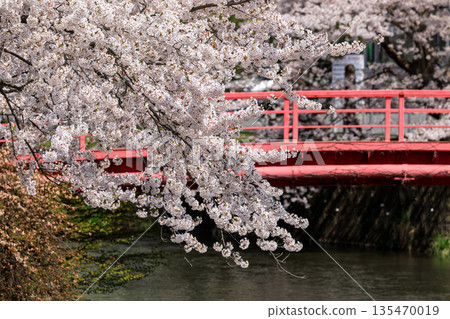 Cherry blossoms blooming along the Sobetsu River in Sobetsu Town, Hokkaido [May] 135470019