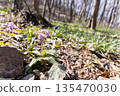 Dogtooth violets blooming at Katakuri Village, Manyo Natural Park, Sano City, Tochigi Prefecture 135470030