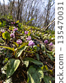 Dogtooth violets blooming at Katakuri Village, Manyo Natural Park, Sano City, Tochigi Prefecture 135470031