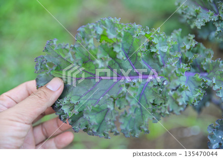 hand checking quality of Kale leaf in organic farm hand checking quality of Kale leaf in organic farm 135470044