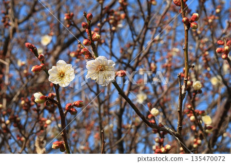 梅花，梅花，京都，山城，樹，花，盛開，春天，木津川市，田倉 135470072