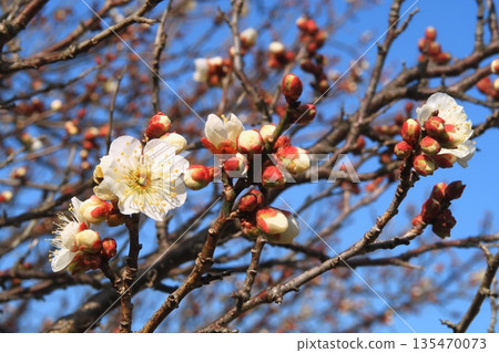 Plum blossoms, plum blossoms, Kyoto, Yamashiro, tree, flower, blossoming, spring, Kizugawa City, Tanagura Plum blossoms, plum blossoms, Kyoto, Yamashiro, tree, flower, blossoming, spring, Kizugawa City, Tanagura 135470073