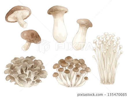 水彩菇插圖（香菇、杏桃鮑菇、金針菇、舞茸、白玉菇） 135470085
