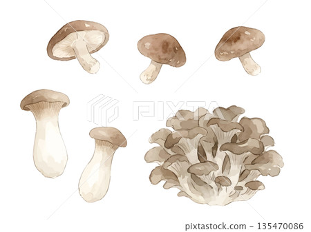 水彩菇插圖(杏鮑菇、香菇、舞茸) 水彩菇插圖(杏鮑菇、香菇、舞茸) 135470086