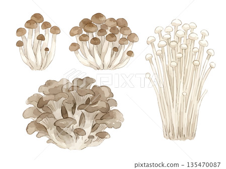 水彩菇插圖（白玉菇、舞茸、金針菇） 135470087