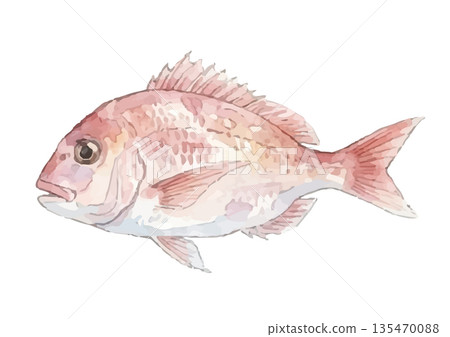 Watercolor style sea bream illustration 135470088