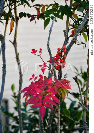 南天與紅色漿果 南天與紅色漿果 135470282