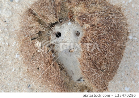 A washed-up fruit that looks like an afro-haired face A washed-up fruit that looks like an afro-haired face 135470286