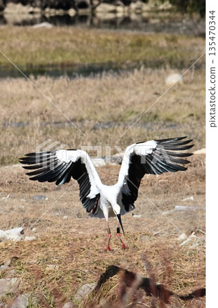 鸛鳥,這些“帶來幸福的鳥兒”,飛抵伊丹市小池公園。 鸛鳥,這些“帶來幸福的鳥兒”,飛抵伊丹市小池公園。 135470344