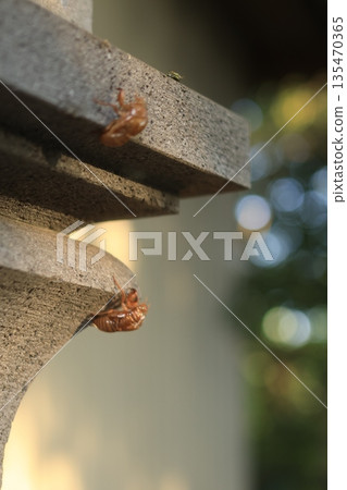 黃昏時分，一隻剛孵化的蟬蛻依附在一盞燈籠上。 135470365