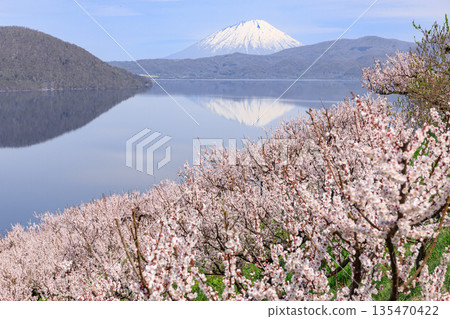 從北海道壯別町壯別公園眺望羊蹄山和洞爺湖,周圍環繞著盛開的梅花(五月) 從北海道壯別町壯別公園眺望羊蹄山和洞爺湖,周圍環繞著盛開的梅花(五月) 135470422