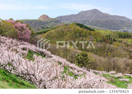 北海道壯別町：壯別公園、有珠山、昭和新山藍天下盛開的梅花 [五月] 135470423