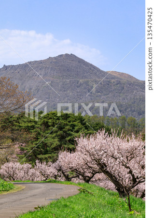 北海道壯別町壯別公園和有珠山,藍天下盛開的梅花(五月) 北海道壯別町壯別公園和有珠山,藍天下盛開的梅花(五月) 135470425
