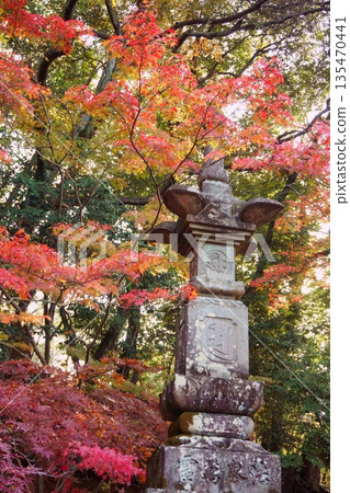 Tsugikao Kannon Jakkoin Temple - A pagoda surrounded by autumn leaves Tsugikao Kannon Jakkoin Temple - A pagoda surrounded by autumn leaves 135470441