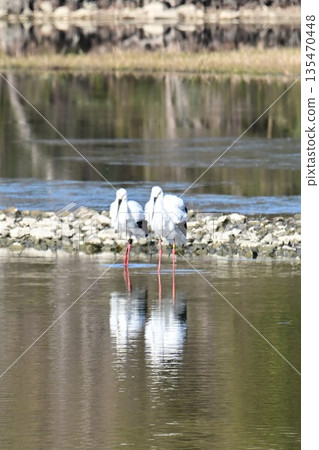 Storks, the "birds that bring happiness," arrive at Itami City's Koyoike Park Storks, the "birds that bring happiness," arrive at Itami City's Koyoike Park 135470448