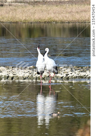 鸛鳥,這些“帶來幸福的鳥兒”,飛抵伊丹市小池公園。 鸛鳥,這些“帶來幸福的鳥兒”,飛抵伊丹市小池公園。 135470454