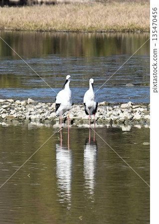 Storks, the "birds that bring happiness," arrive at Itami City's Koyoike Park Storks, the "birds that bring happiness," arrive at Itami City's Koyoike Park 135470456
