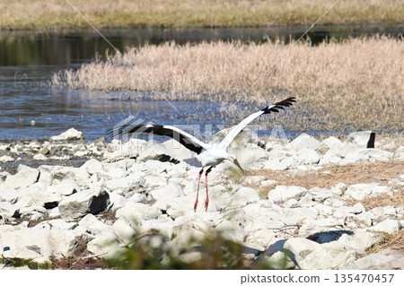 Storks, the "birds that bring happiness," arrive at Itami City's Koyoike Park Storks, the "birds that bring happiness," arrive at Itami City's Koyoike Park 135470457