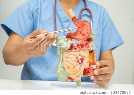 Digestive system with stomach and intestine, Asian doctor holding human anatomy model for study diagnosis and treatment in hospital. Digestive system with stomach and intestine, Asian doctor holding human anatomy model for study diagnosis and treatment in hospital. 135470655