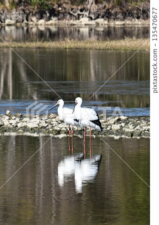 Storks, the "birds that bring happiness," arrive at Itami City's Koyoike Park 135470677