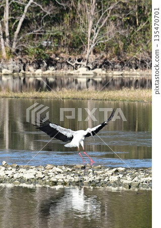 Storks, the "birds that bring happiness," arrive at Itami City's Koyoike Park 135470701