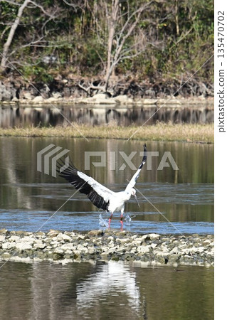 Storks, the "birds that bring happiness," arrive at Itami City's Koyoike Park Storks, the "birds that bring happiness," arrive at Itami City's Koyoike Park 135470702