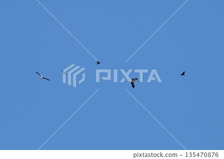 Storks, the "birds that bring happiness," arrive at Itami City's Koyoike Park 135470876